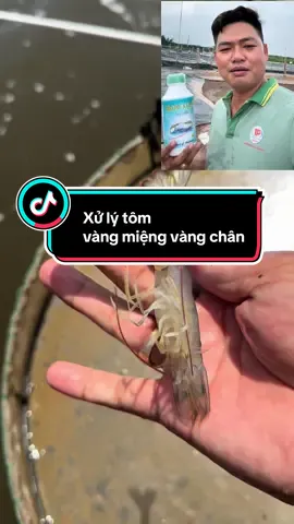 Cách xử lý tôm bị vàng miệng vàng chân #nuoitomthechatrang #vangmiengvangchan #nuoitomdomanthap #xuhuong 