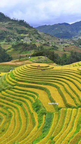 Đồi Mân Xuôi Mù Căng Chải .#nkaujhmoob #taybac #canhdep #dulich #binhyen 