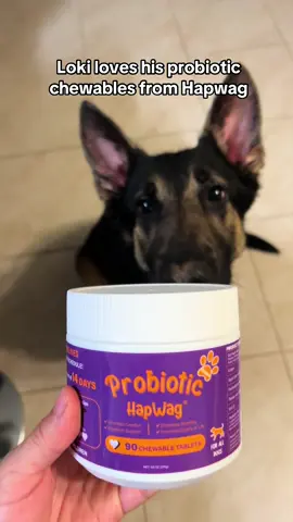 Loki loves his new probiotic chewable plus it’s chicken flavor!🤗 Support your pup's gut health by combining their daily chews with a balanced diet, regular exercise, and plenty of fresh water🥰❤️ @HAPWAG PETS #hapwagprobiotic #creator #contentcreator #germanshepherd 