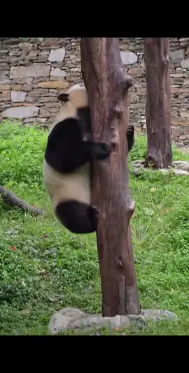 Fubao lại leo cây nữa rồi đây! 🌳🐾 Leo đến giữa còn dừng lại nghỉ một chút, rồi ngồi ngắm trời như đang suy tư chuyện lớn 😆 Đúng là “công chúa quốc bảo” – vừa đáng yêu vừa điềm tĩnh hết mức ❤️ (福宝又爬树啦！🌳🐾 她在半路上停下来休息，然后坐着看着天空，好像在思考什么重要的事情😆 真是个“国宝公主”——既可爱又非常冷静❤️) (Fubao is climbing the tree again! 🌳🐾 She stopped halfway to rest, then sat looking at the sky as if she was thinking about something important 😆 She is truly a 