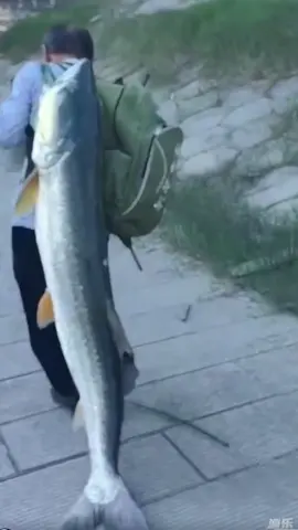 Vác cả ngày không biết mệt #cauca #fishing #fyp #caucagiaitri 