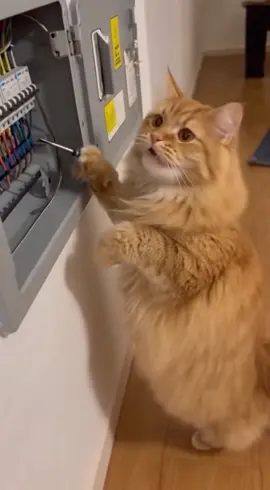 Oh Minka 🙈 #katze #elektriker #arbeit #lustig #ki 