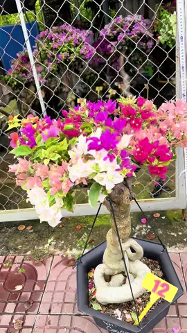 Cẩm thạch bonsai 😍#hoagiayhuyenchau #hoagiaynhieumau #hoagiaydep #hoagiaybonsai 