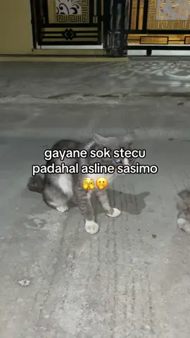 berlindung dibalik kata stecu😭 #fypシ゚ #fypppppppppppppp 