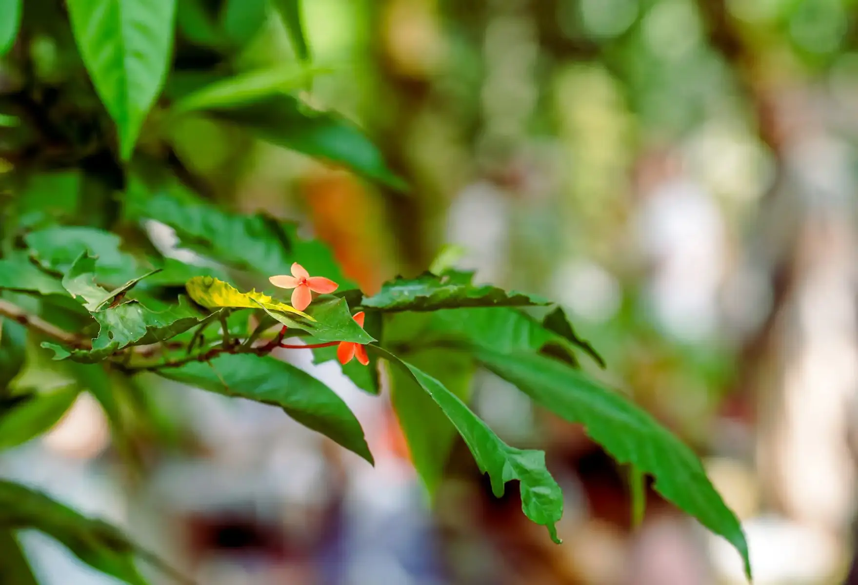 There is a fundamental energy inside herbs that gives protection.