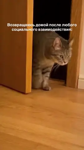 Ааааоуууу... #cat #lol #goodmorning #mellstroyfan 
