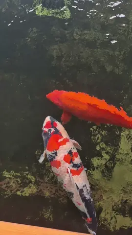 Ngắm siêu phẩm cùng mình nhé