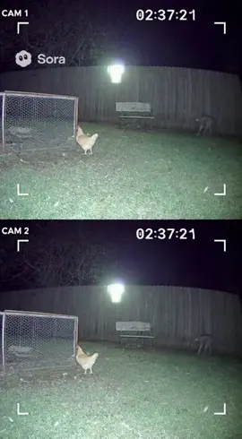 From two different camera angles. #fyp #chupacabra #sora #viral #enjoy 