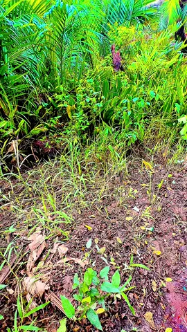 Làng tôi nghe đu đưa mấy nhịp cầu tre #bìnhyên #culaodung #cantho 