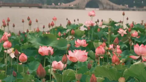 Một đời chờ một người, ngỡ như cơn gió thoảng, hóa ra lại là cả kiếp lạc nhau. Tình chưa kịp nói, hoa đã tàn nơi ngõ vắng #yenbinh #thiennhien #trending #chualanh #hoa 