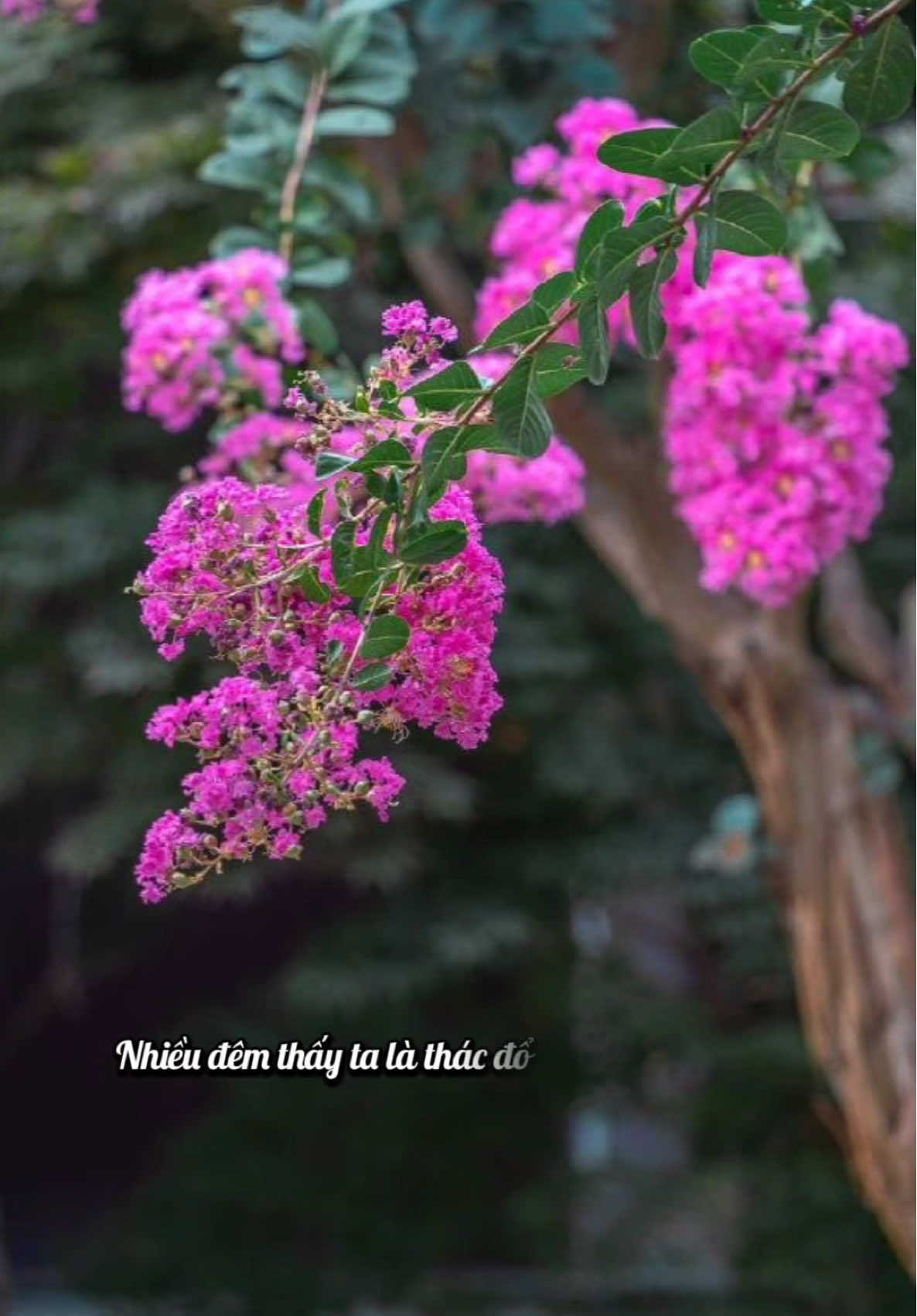 𝐂𝐮𝐨̣̂𝐜 𝐬𝐨̂́𝐧𝐠, 𝐫𝐚̂́𝐭 𝐧𝐡𝐢𝐞̂̀𝐮 𝐯𝐢𝐞̣̂𝐜 𝐤𝐡𝐨̂𝐧𝐠 𝐩𝐡𝐚̉𝐢 𝐜𝐮̛́ 𝐭𝐡𝐞𝐨 𝐲́ 𝐦𝐢̀𝐧𝐡 𝐦𝐨̛́𝐢 𝐥𝐚̀ 𝐭𝐨̂́𝐭. Mặt trời không vì bạn không vui mà sớm mai không mọc. Ánh trăng không do bạn trách hờn mà cuối đêm không lặn. Bịt mắt mình lại không có nghĩa thế giới sẽ biến thành màn đêm tăm tối. Làm mờ mắt người cũng chưa chắc ánh sáng sẽ thuộc về riêng mình. Trên đời chỉ có búa rìu chưa đủ sắc bén, không có loại cỏ cây nào là không thể đốn đi. Công việc, chỉ có con người chưa nghĩ đến, hoàn toàn không có gì là không thể làm thành.  Nếu muốn - người ta sẽ nghĩ phương pháp, còn không - họ sẽ tìm lý do. Cuộc sống như ly nước, dù nóng hay lạnh, nhiệt độ thích hợp là có thể uống được. Hương vị, dù ngọt bùi hay cay đắng, chỉ cần hợp khẩu vị, là ngon. Giai điệu, dù nhanh hay chậm, hợp với thính giác, là hay. Bốn mùa tuần hoàn, bất luận xuân – hạ - thu – đông, nếu hợp với tâm trạng, thì đều tốt đẹp. Tất cả, chỉ cần thích hợp với bản thân, chính là hạnh phúc....🍃 Suối Thông dịch #nhactamtrang #canhdepthiennhien #trietlycuocsong #nhansinh #huongmuahe  @🍃 Hương Mùa Hè 🍃  @🍃 Hương Mùa Hè 🍃  @🍃 Hương Mùa Hè 🍃 