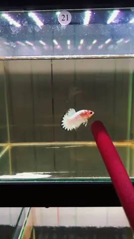 Cam chanh xã tắc 🤓🤓🤓 hàng việt  🇻🇳#bettaredcopper #bettacoopercam #bettaredfancy #cabetta 