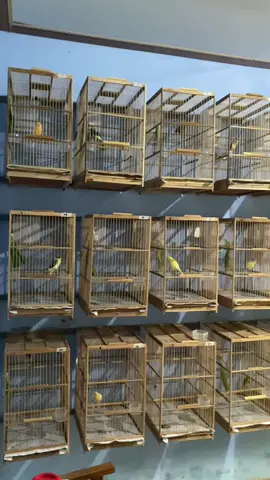 kenari ga pernah ingkar janji🙌🏻 #kenarimaniaindonesia #kenari #kicaumanianusantara #kicaumania #ternakkenari 