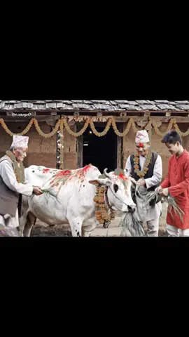 Eautai hoina ra Janawor Saba?❤️ #gaitihar #gaipuja #tihar #kinahunchabheda #buffalo 