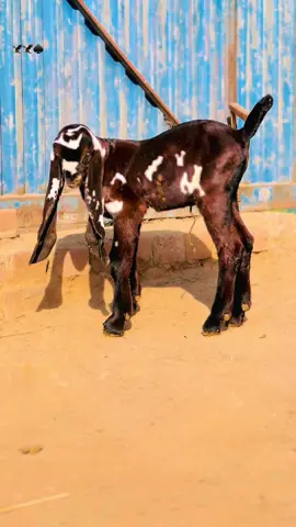 #شوق۔امرتسری۔دا❤️ #شوق۔بیتل۔دا #بکریاں۔چرانا۔سنت۔رسول۔ص۔ہے۔😍😍😍😍😍 #unfrezzmyaccount 