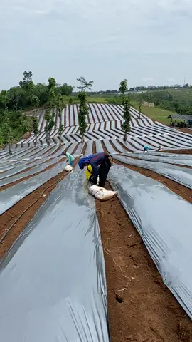 Gaskeun🔥🔥🤟🤲#anakpetani 