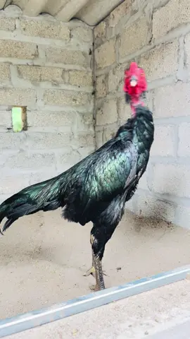 Khu 7 🫰🫰 nhỏ mà sau k có võ thì K bõ miếng 🤭🤭🤭👍🫰🫰