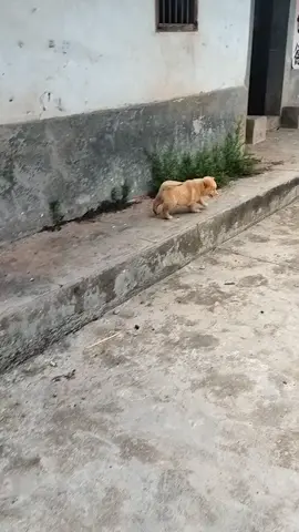 báo quá báo#thucung #xyzbca #chó #xuhuong #pest 