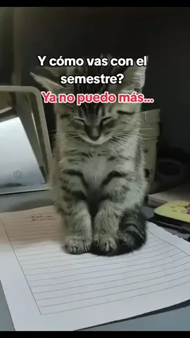 #parati #fy #fyppppppppppppppppppppppp Ya mo puedo mas gentita, jajqjqj solo humor 👍👍😘💕💕💕💕🗣️🗣️🗣️🗣️😎😀😀😀😀