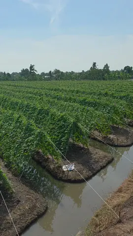 สวยๆ ดกๆ อีกแล้ว ที่ อ.ลาดบัวหลวง จ.พระนครศรีอยุธยา #แก็งหนูทำได้  #ปลูกมะระจีนยังไงให้ดกลดปัญหาไวรัสยอดแข็งยอดแหลมยอดไอ้โต้ง  #มิสเตอร์จ้าวไก่  #tiktokป้ายยาเกษตรชาวสวน  #เทรนวันนี้ 
