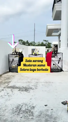 Murai batu bersaudara adu pukul Cililin vs cucak jenggot 😍. #kicaumaniaindonesia #muraibatuindonesia #muraibongkarisian #masteranmuraibatu #muraibatunembakpanjang 