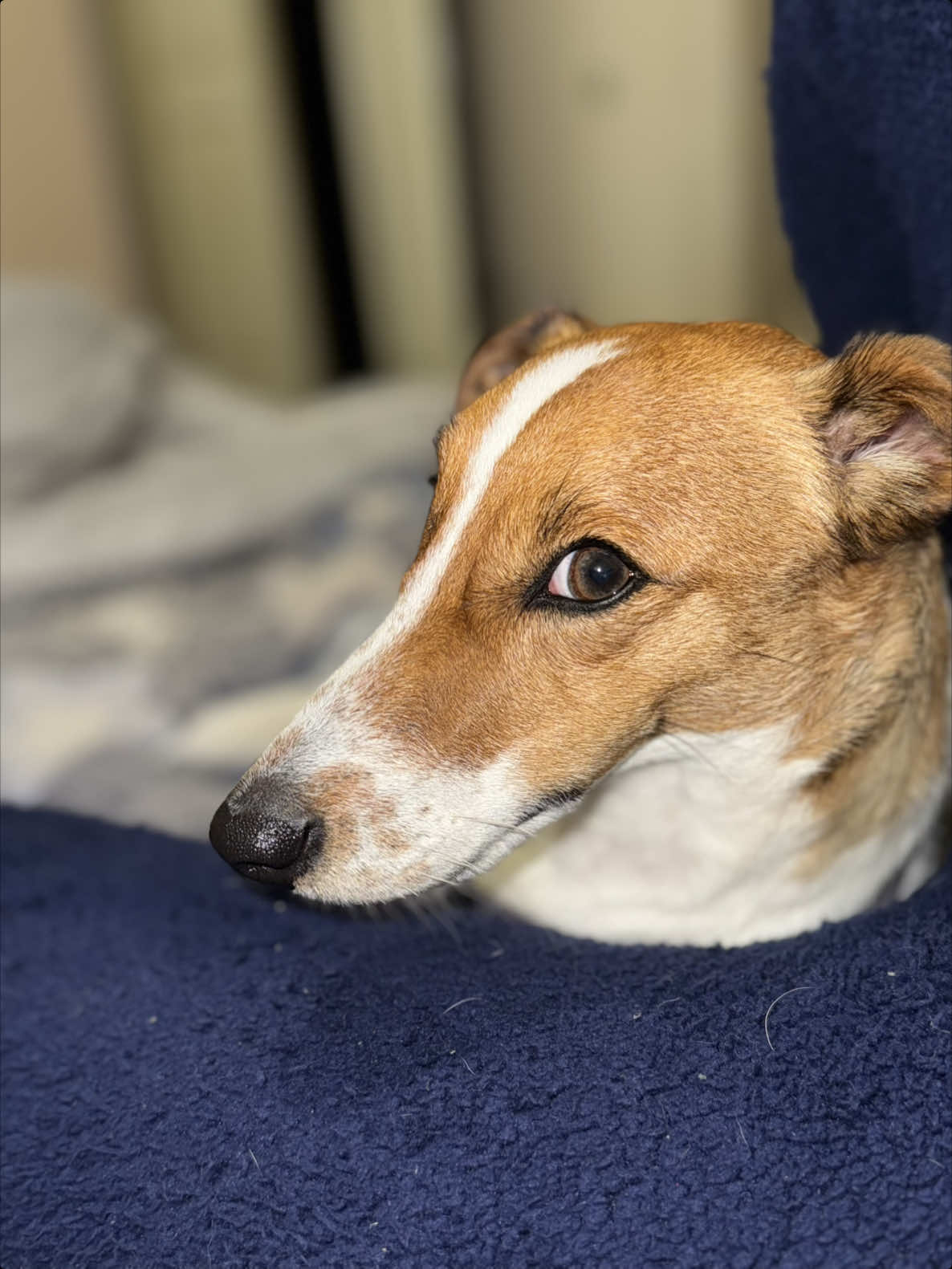 #джекрасселтерьер #собакадругчеловека #рекомендации #лайк #подписка #Teddy #хочувтоп 