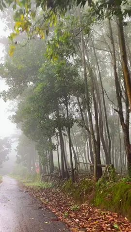 mosari after rain syahdu banget ya🥺🫶🏻 #fyp #jepara #wisatajepara #bukitsomosari #mosarijepara 