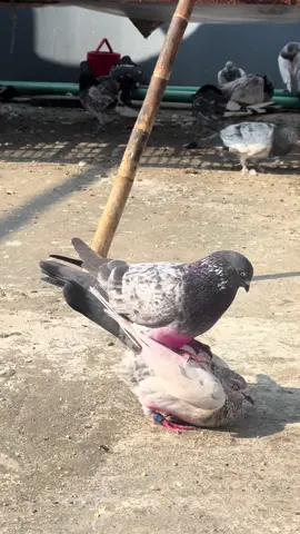 #viral #kobutor #pigeonlovers #kobutorbaaz🥵 #trending 