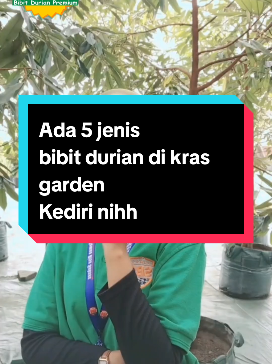 Buat bosku yang masih bingung, pengen beli varietas bibit durian apa?? Nih aku bantu spillin ke 5 bibitnya langsung😍 #krasgardenkediri  #bibitdurian  #bibitdurianokulasi  #kediri24jam  #fypシ゚ 