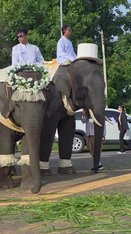 น้องช้างเตรียมแห่ขันหมากไปสู่ขอเจ้าสาว งานช้างของแท้ #พี่ใบเฟิร์น #ช้างไทย #video #งานแต่ง #virall 