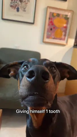 1 tooth trend 😂 #dogsofttiktok 