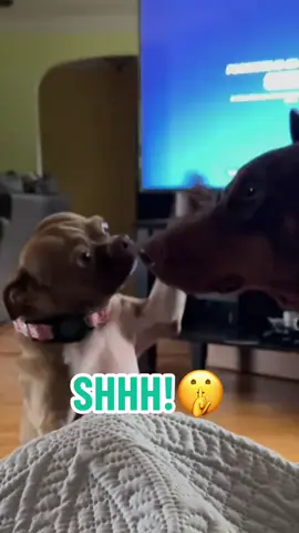 #roxxstar #kingxucas #reychill #dobermanlove #dobermansoftiktok 