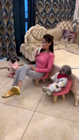 Cute #dog #dogvideo #pet #foryou #comedia  @pet cute 