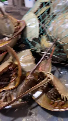 Sam chất thành đống luôn