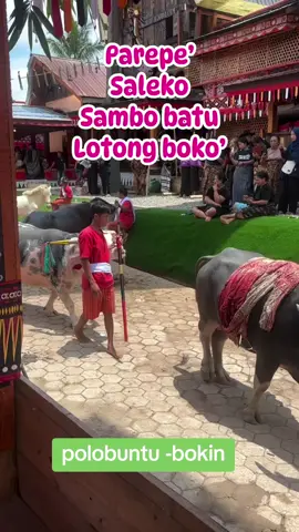 #torajaculture #bokin #rambusolo #polobuntu #fyppppppppppppppppppppppp 