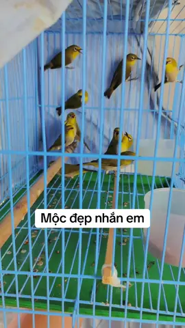 Khuyên mộc đẹp#TikTokAwardsVN #vanhkhuyen 