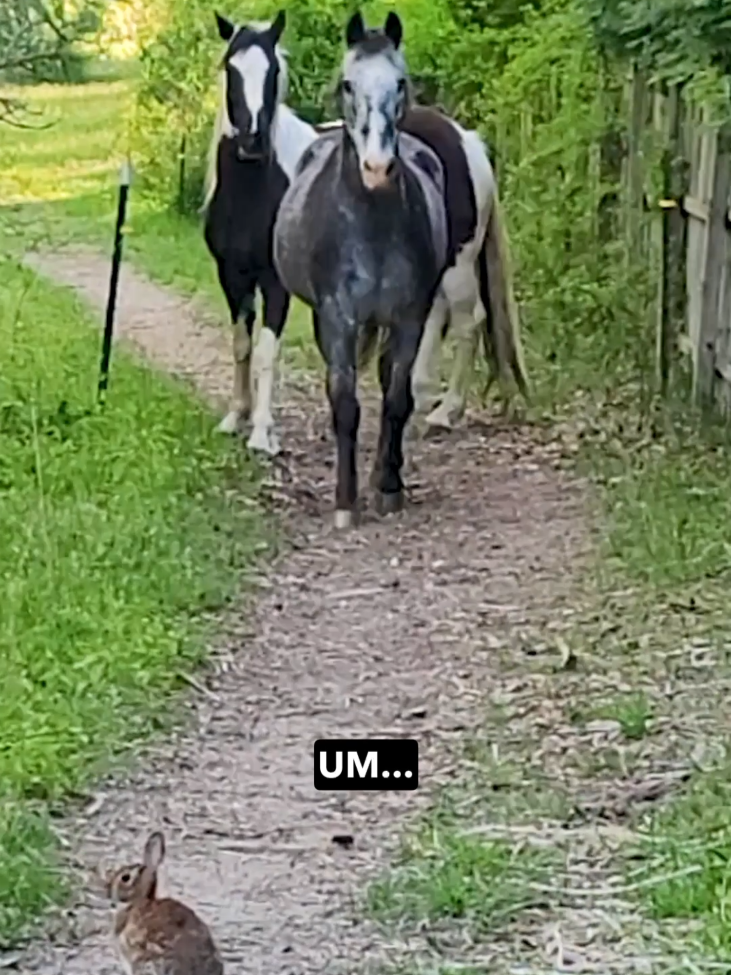 One of the most suspenseful showdowns ever 🎙🔊 watch 'til the end 👌 #ozzymanreviews #horses #bunny