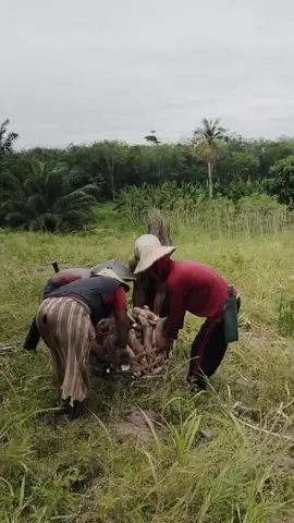 kuli abiss#petaniindonesia🇮🇩🇮🇩🇮🇩🌿🌿 #petanisingkonglampung #fyp #kulibalap 