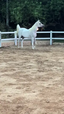 #خيمة_الخيل_horse_tent 