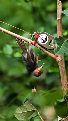 jebakan burung otomatis segala jenis burung #burung #kicaumania #pikatburung #jebakanburung 