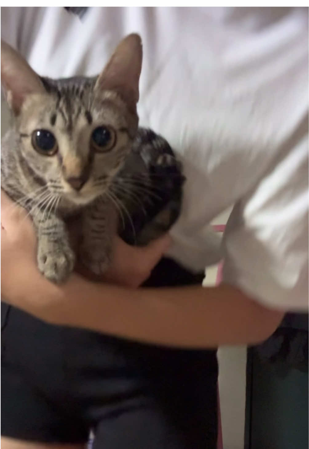 裡面有6️⃣隻貓