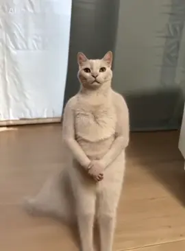 #CapCut #catdance #いとまきまき #猫 #cat 