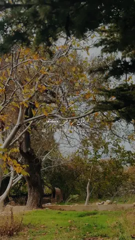 🍁🌳 #فيروز  #فيروزيات  #لبنان #fyp#الضنية 