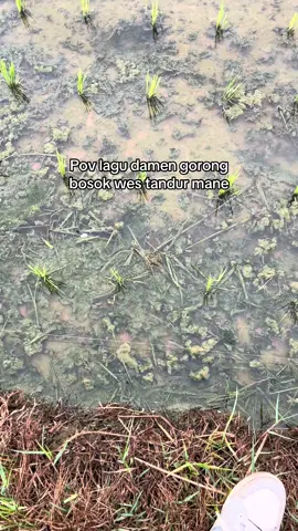Langsung gass tanam lagi komandan #petanimuda #petani #petanipadiindonesia #petaniindonesia🇮🇩🇮🇩🇮🇩🌿🌿 #fyp 