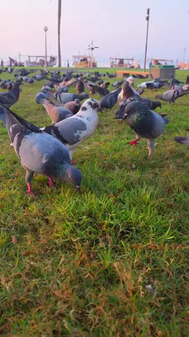 #قطر #إن_أحسنتم_أحسنتم_لأنفسكم 