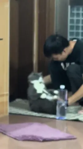 #cats#baby#fyp 