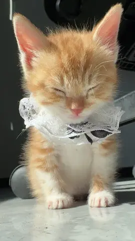 So cute #cutecat #pet #kucing #kitty #funny 