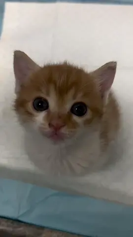 So cute #cutecat #pet #kucing #kitty #funny 
