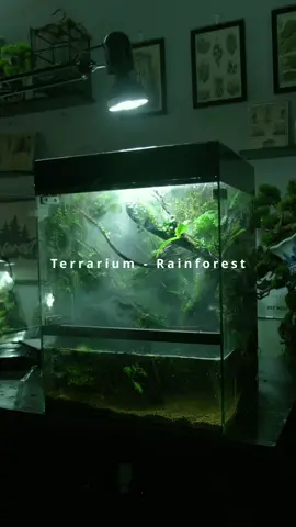 Rainforest ver 4  #tcrainforest #vivarium #paludarium #mossart #terrarium 