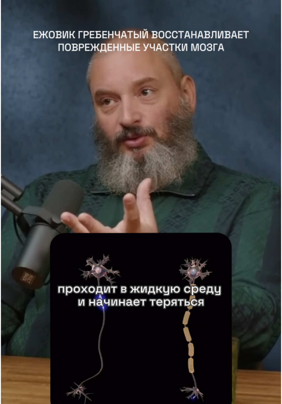 Недавнее исследование показало, эринцины, содержащиеся в мицелии (корневой системе) ежовика, обладают нейропротекторным действием. Исследователи использовали две модели: 1. Животные с легкой черепно-мозговой травмой (mTBI): Это модель, имитирующая сотрясение мозга. 2. Культуры клеток мозга (глиальные клетки): Это клетки, которые поддерживают и защищают нейроны. Жринцины активируют путь Nrf2. Это своего рода «аварийная система» мозга, отвечающая за антиоксидантную защиту. Активация Nrf2 помогает снизить воспаление, уменьшить гибель клеток (апоптоз) и, что очень важно, способствует росту новых нейронов и выживанию существующих после травмы. Ссылка на исследование:  https://www.frontiersin.org/journals/pharmacology/articles/10.3389/fphar.2025.1582081/full А самый качественный Ежовик - по ссылке в шапке профиля⬆️🩵 #биология #биохакинг #мозг #нейробиология #вишневский 